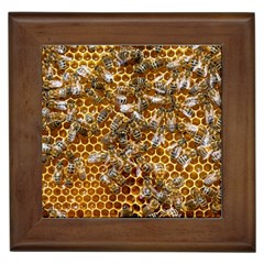 Honey Bee Bees Insect Framed Tile by Ravend