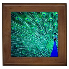 Green And Blue Peafowl Peacock Animal Color Brightly Colored Framed Tile