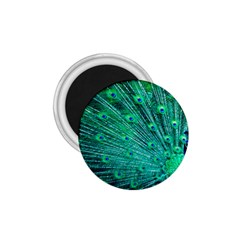 Green And Blue Peafowl Peacock Animal Color Brightly Colored 1 75  Magnets by uniart180623