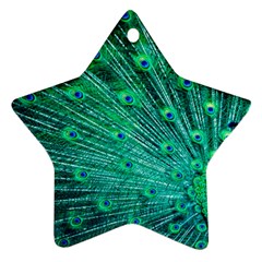 Green And Blue Peafowl Peacock Animal Color Brightly Colored Ornament (Star)