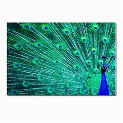 Green And Blue Peafowl Peacock Animal Color Brightly Colored Postcard 4 x 6  (Pkg of 10)