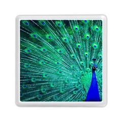 Green And Blue Peafowl Peacock Animal Color Brightly Colored Memory Card Reader (Square)