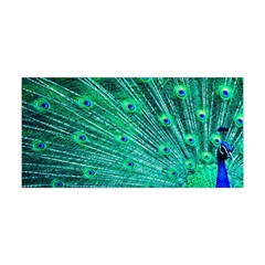 Green And Blue Peafowl Peacock Animal Color Brightly Colored Yoga Headband