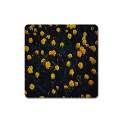 Bloomed Yellow Petaled Flower Plants Square Magnet by artworkshop