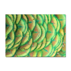 Beautiful Peacock Sticker A4 (10 pack)