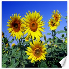 Sunflower Gift Canvas 20  X 20  by artworkshop