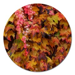 Red And Yellow Ivy  Magnet 5  (round) by okhismakingart