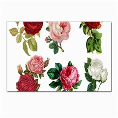 Roses-white Postcard 4 x 6  (pkg Of 10) by nateshop