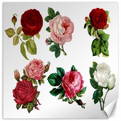 Roses-white Canvas 20  X 20  by nateshop