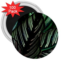 Calathea Leaves Strippe Line 3  Magnets (100 pack)