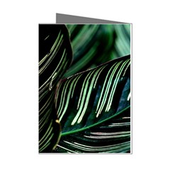 Calathea Leaves Strippe Line Mini Greeting Cards (pkg Of 8) by Ravend