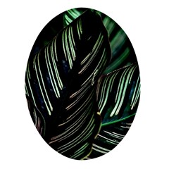 Calathea Leaves Strippe Line Oval Glass Fridge Magnet (4 Pack) by Ravend