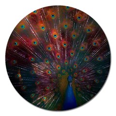 Peacock Feather Bird Magnet 5  (round)