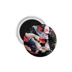 Koi Fish Nature 1 75  Magnets by Ndabl3x