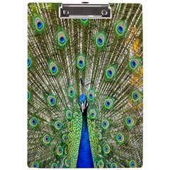 Peacock,army 1 A4 Acrylic Clipboard by nateshop