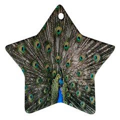Peacock-feathers1 Ornament (star) by nateshop