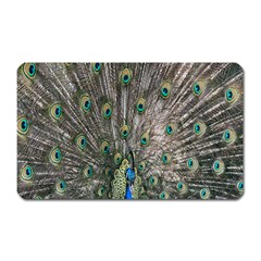 Peacock-feathers1 Magnet (rectangular) by nateshop