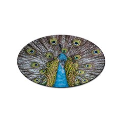 Peacock-feathers2 Sticker Oval (100 Pack) by nateshop
