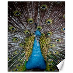 Peacock-feathers2 Canvas 16  X 20  by nateshop