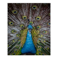 Peacock-feathers2 Shower Curtain 60  x 72  (Medium) 