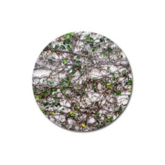 Climbing Plant At Outdoor Wall Magnet 3  (round) by dflcprintsclothing