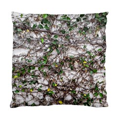 Climbing Plant At Outdoor Wall Standard Cushion Case (one Side) by dflcprintsclothing