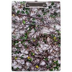 Climbing Plant At Outdoor Wall A4 Acrylic Clipboard by dflcprintsclothing