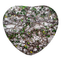 Climbing Plant At Outdoor Wall Heart Glass Fridge Magnet (4 Pack) by dflcprintsclothing