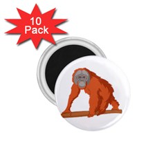 Orangutan T-shirtwhite Look Calm Orangutan 07 T-shirt (1) 1 75  Magnets (10 Pack) 