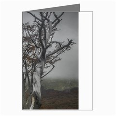 Nature s Resilience: Tierra Del Fuego Forest, Argentina Greeting Card by dflcprintsclothing