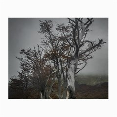 Nature s Resilience: Tierra Del Fuego Forest, Argentina Small Glasses Cloth by dflcprintsclothing