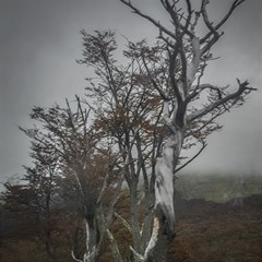 Nature s Resilience: Tierra Del Fuego Forest, Argentina Play Mat (rectangle) by dflcprintsclothing