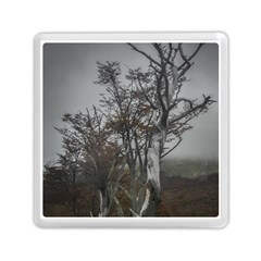 Nature s Resilience: Tierra Del Fuego Forest, Argentina Memory Card Reader (square) by dflcprintsclothing