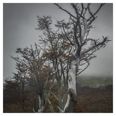 Nature s Resilience: Tierra Del Fuego Forest, Argentina Lightweight Scarf  by dflcprintsclothing