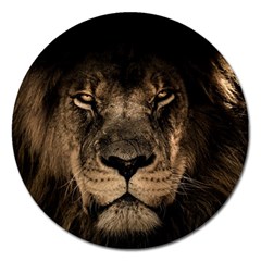 African-lion-mane-close-eyes Magnet 5  (round) by Ket1n9