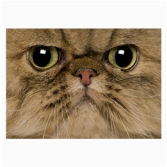 Cute Persian Catface In Closeup Large Glasses Cloth (2 Sides)