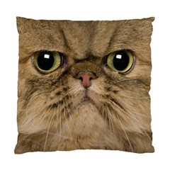 Cute Persian Catface In Closeup Standard Cushion Case (two Sides) by Amaryn4rt