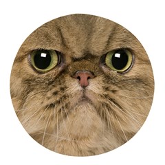 Cute Persian Catface In Closeup Pop Socket (white) by Amaryn4rt