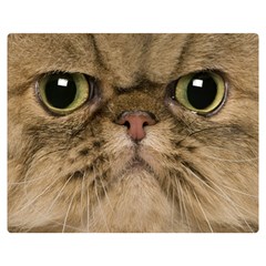 Cute Persian Catface In Closeup Premium Plush Fleece Blanket (medium) by Amaryn4rt