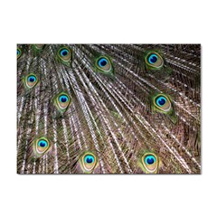 Peacock-feathers-pattern-colorful Sticker A4 (10 Pack)