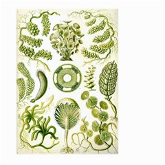 Algae Green Algae Chlorophyceae Large Garden Flag (two Sides)