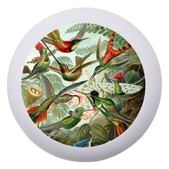 Humming Birds Trochilidae Dento Box With Mirror