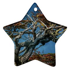 Botanical Wonders Of Argentina  Star Ornament (two Sides) by dflcprintsclothing