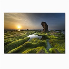 Coast Algae Sea Beach Shore Postcards 5  x 7  (Pkg of 10)