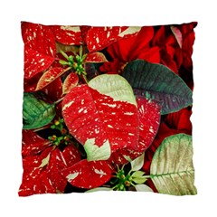 Poinsettia Christmas Star Plant Standard Cushion Case (two Sides)