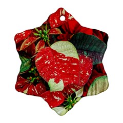 Poinsettia Christmas Star Plant Snowflake Ornament (two Sides)