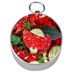 Poinsettia Christmas Star Plant Silver Compasses