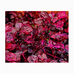 Red Leaves Plant Nature Leaves Small Glasses Cloth