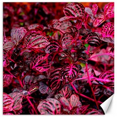 Red Leaves Plant Nature Leaves Canvas 16  X 16 