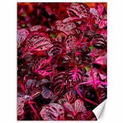 Red Leaves Plant Nature Leaves Canvas 36  X 48 